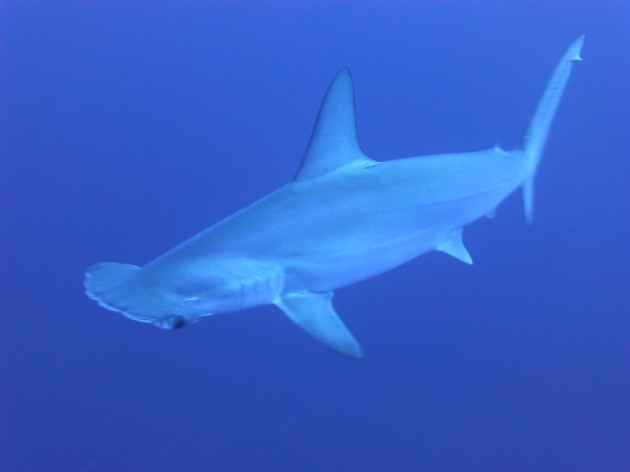 sharks-266014_1280.jpg