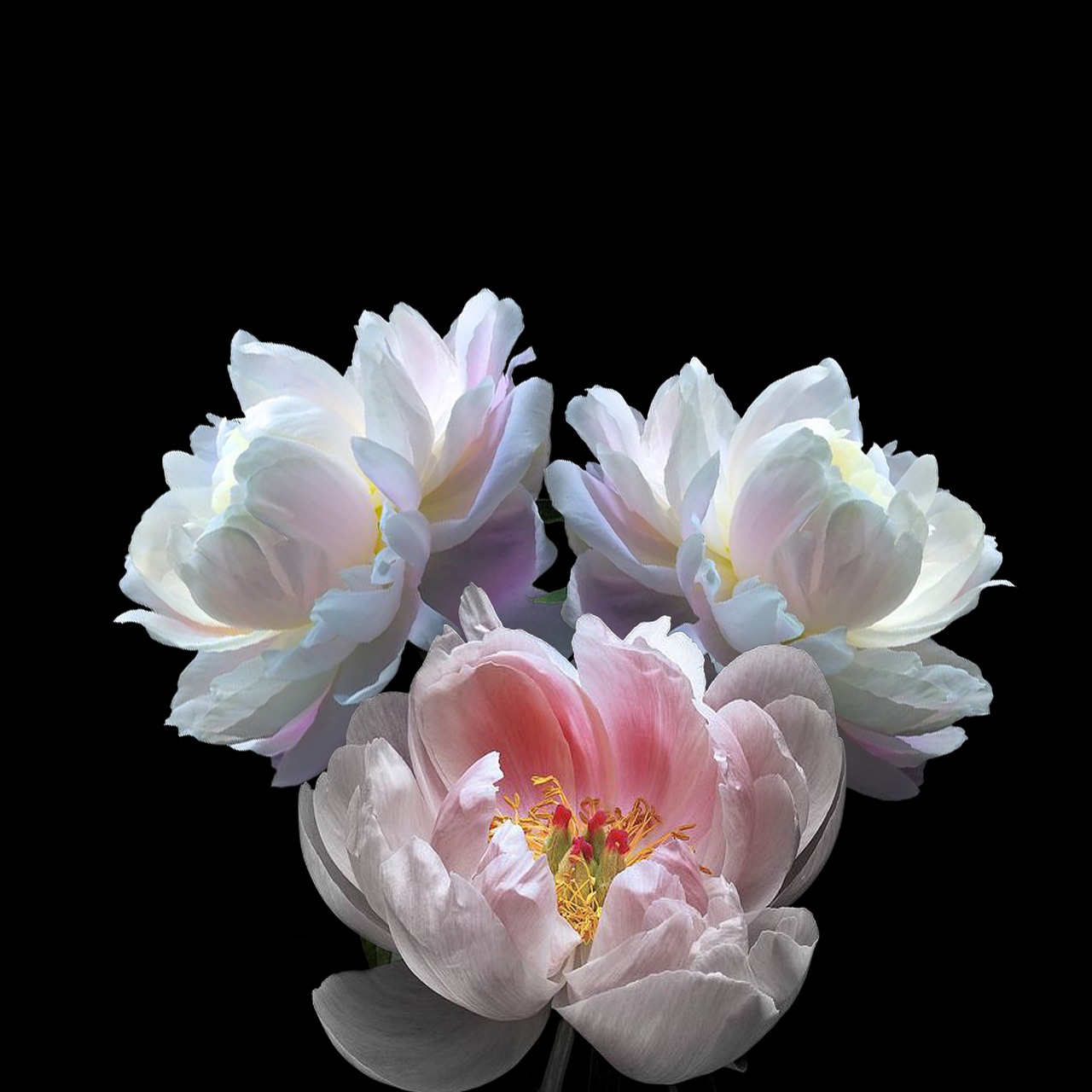 peonies-6627362_1280