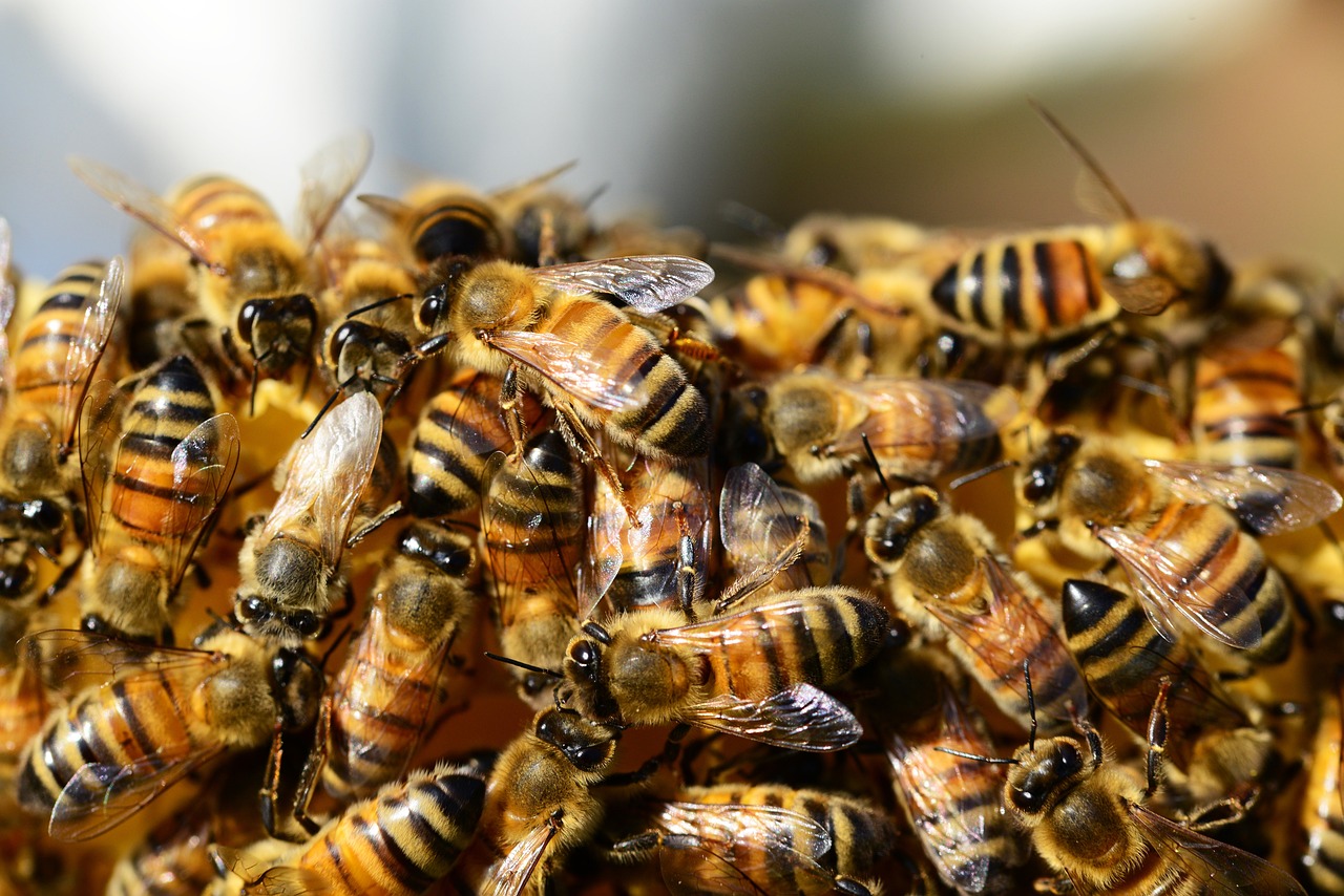 honey-bees-326334_1280.jpg